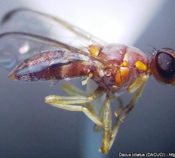 mosca de las cucurbitáceas