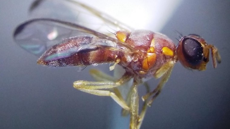 mosca de las cucurbitáceas