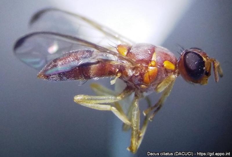 mosca de las cucurbitáceas