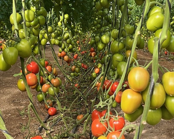 tomate pera Harmoniz