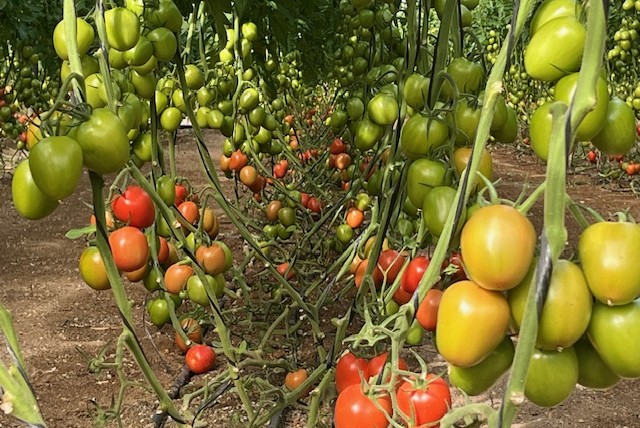 tomate pera Harmoniz