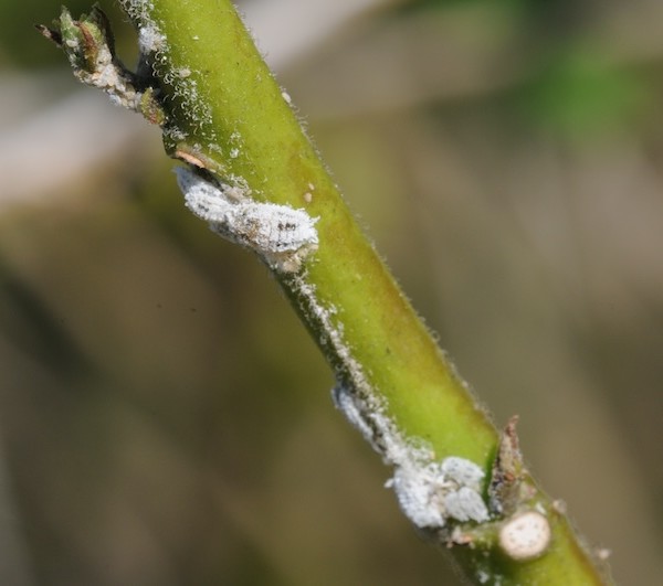 nuevo Cotonet hortalizas