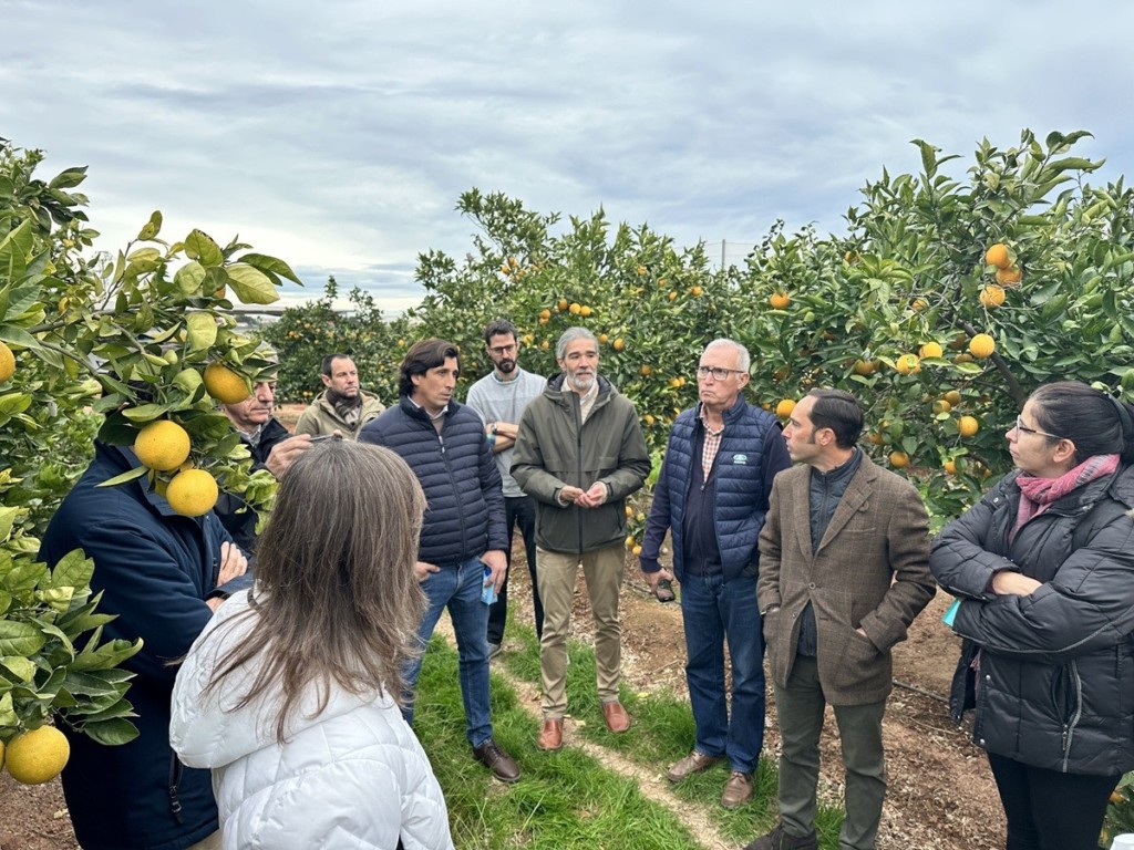 soluciones digitales cítricos