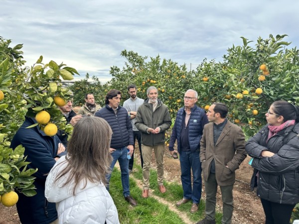 soluciones digitales cítricos