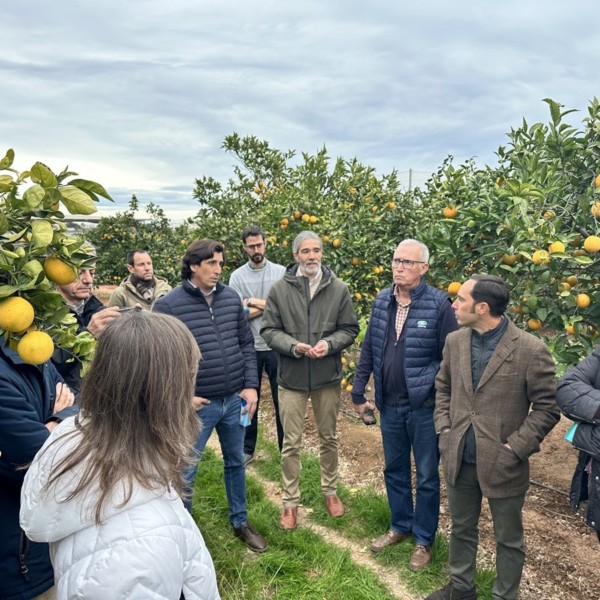 soluciones digitales cítricos