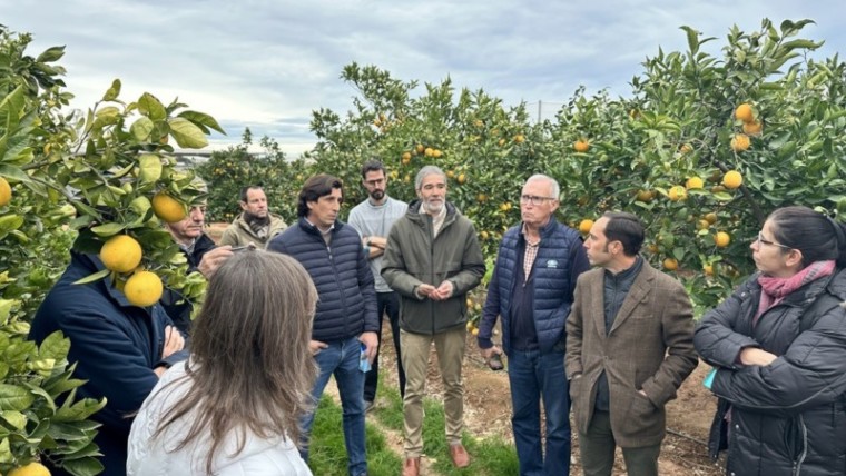 soluciones digitales cítricos