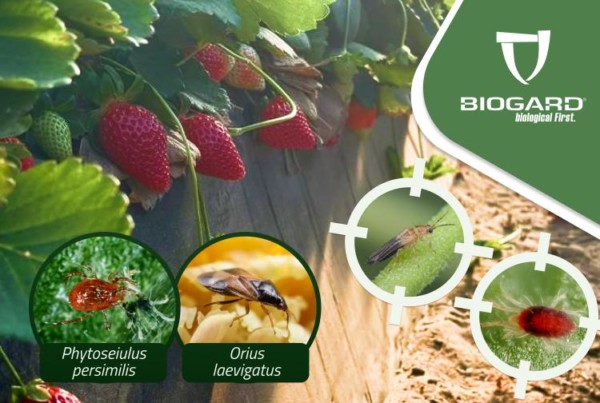 control biológico fresa