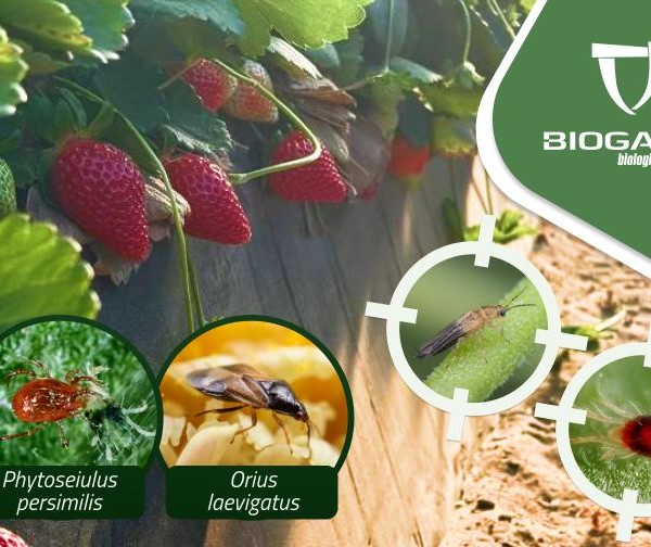 control biológico fresa