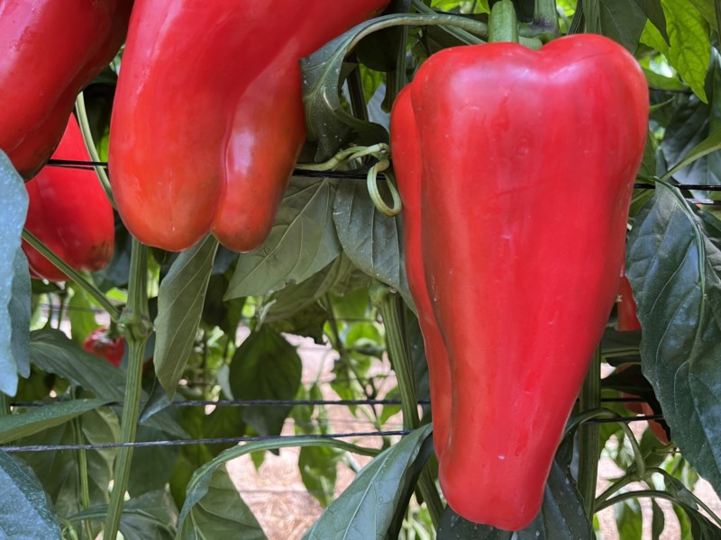 Murcia registra altos precios en pimientos