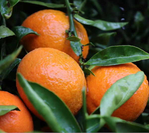 La producción andaluza de mandarinas supone el 30 % del total nacional.