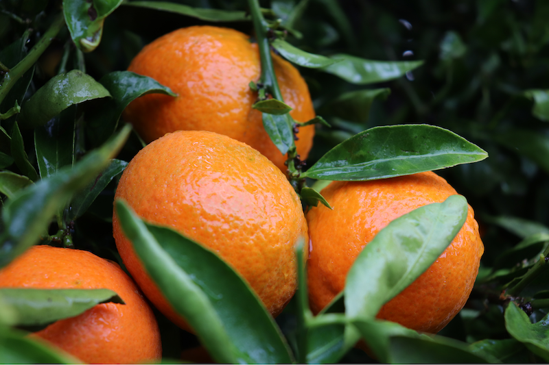 La producción andaluza de mandarinas supone el 30 % del total nacional.