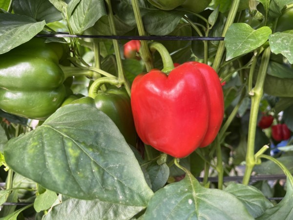 Fitó pimiento California