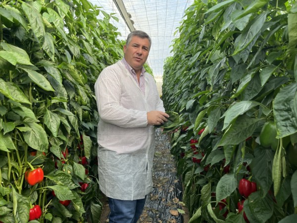 pimiento California Fitó