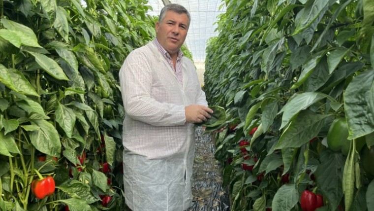 pimiento California Fitó