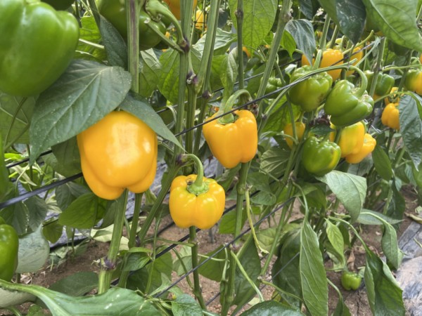 pimiento California Fitó