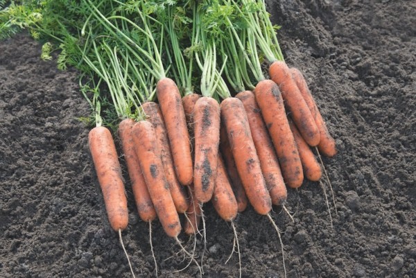 Bejo Fruit Logistica