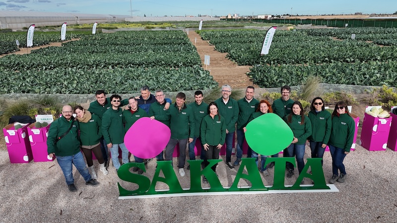 Brassicas Winter Days de Sakata2026