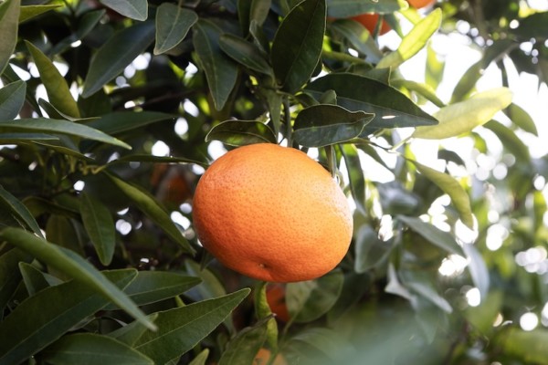 Mandarina Earlyna
