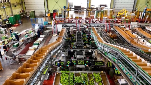 Europlátano IFS Food