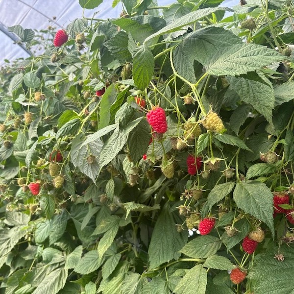 Sorry! Image not available at this time