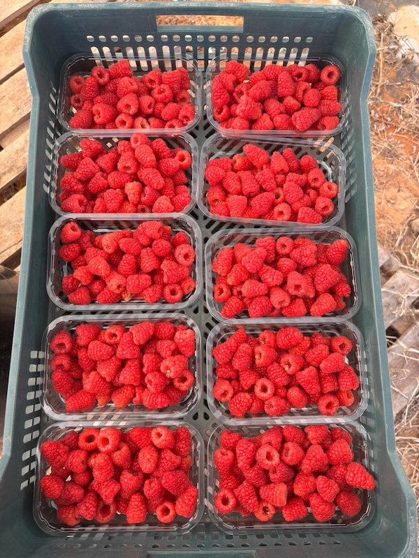 Plus Berries frambuesa