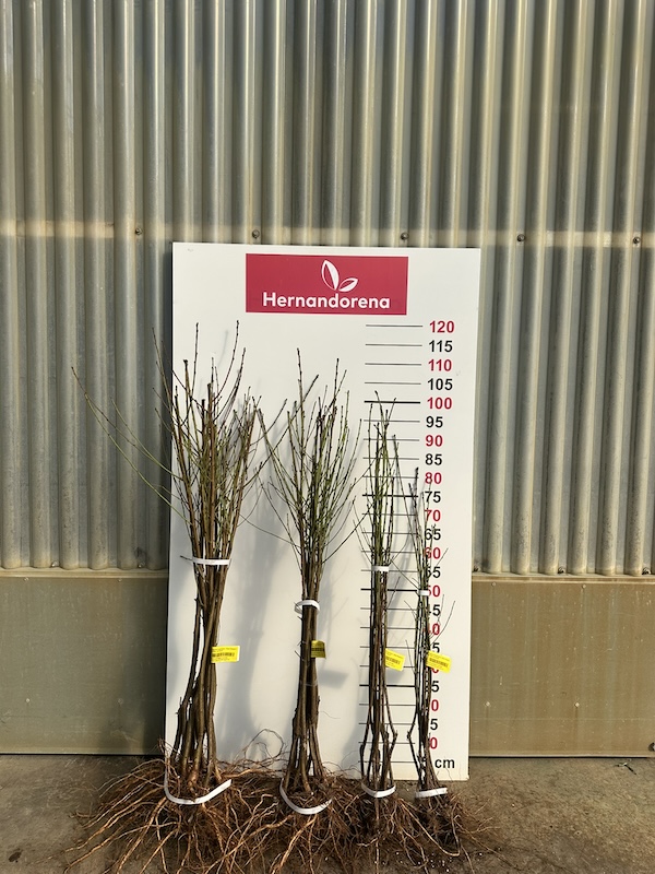 viveros hernandorena