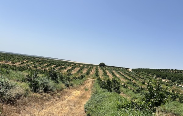 fondo de inversión cítricos