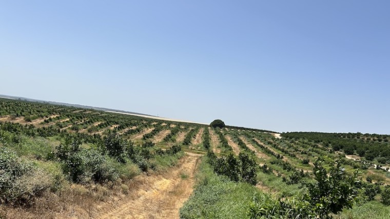 fondo de inversión cítricos