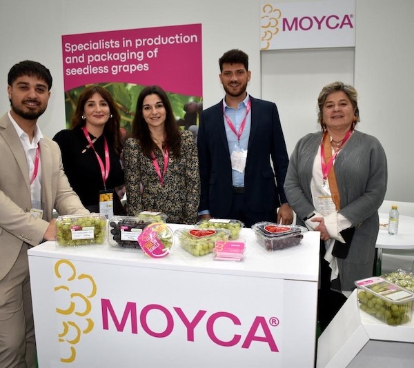 Moyca uva de mesa