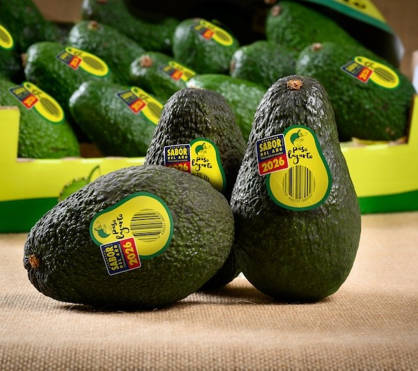 Aguacate Paso Lagarto