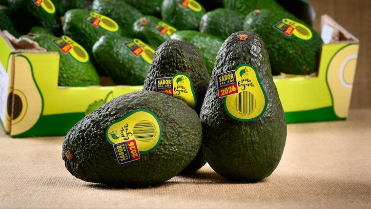 Aguacate Paso Lagarto