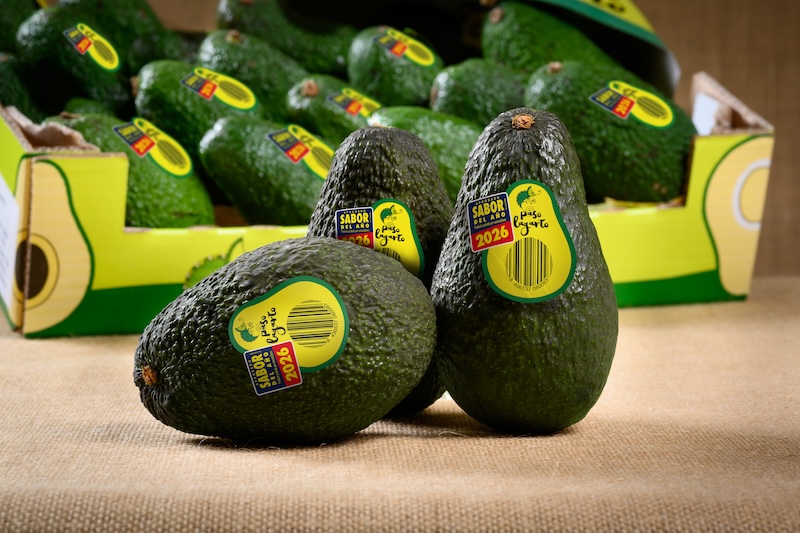 Aguacate Paso Lagarto