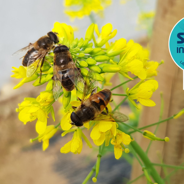 Polyfly-Sival-Innovation-2026