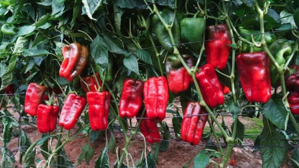 Ramiro Arnedo lamuyo