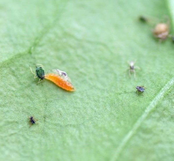 control biológico pulgón