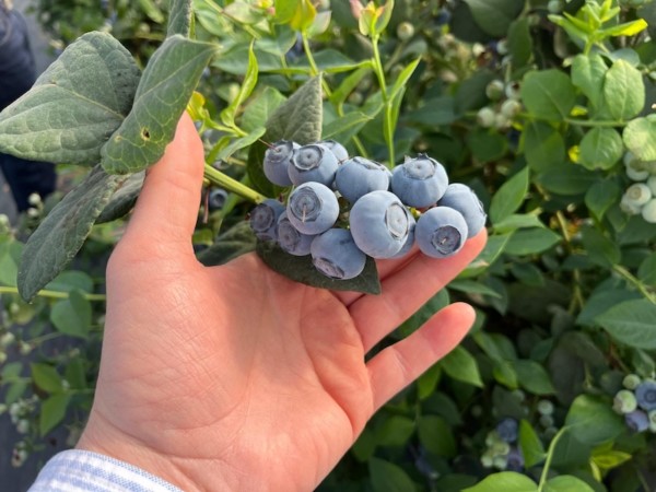 La temporada del arándano Matias, de Bloom Fresh, en marcha en España.