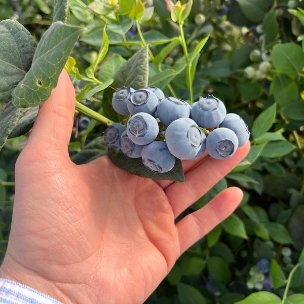 La temporada del arándano Matias, de Bloom Fresh, en marcha en España.