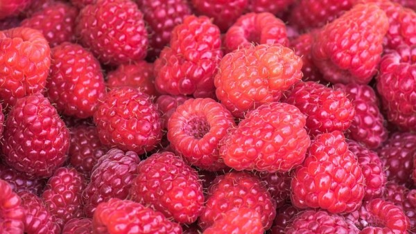 AgroFresh se suma al Fruitnet Berry Congress