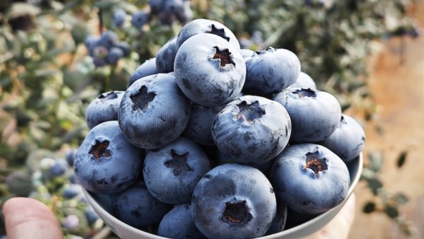 Blue Maldiva Planasa