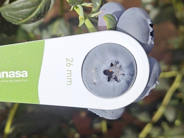 Blue Maldiva Planasa