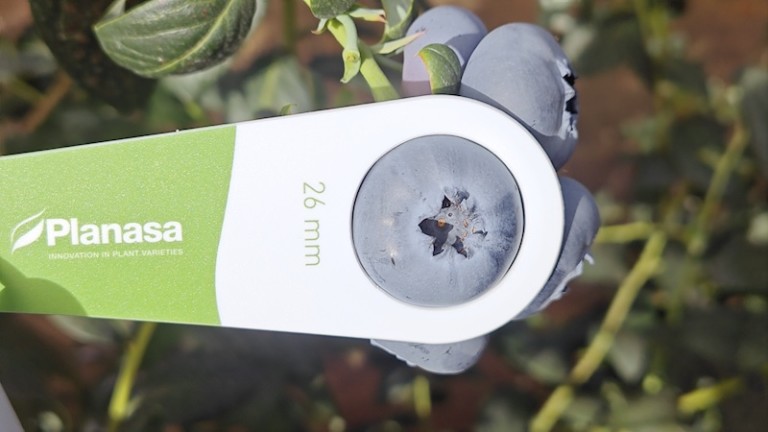 Blue Maldiva Planasa