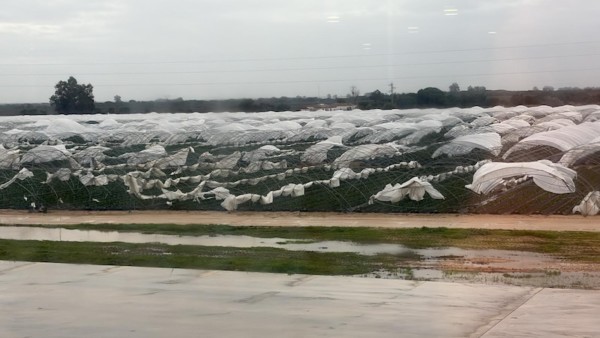 El tren de borrascas deja una alta superficie agrícola siniestrada.