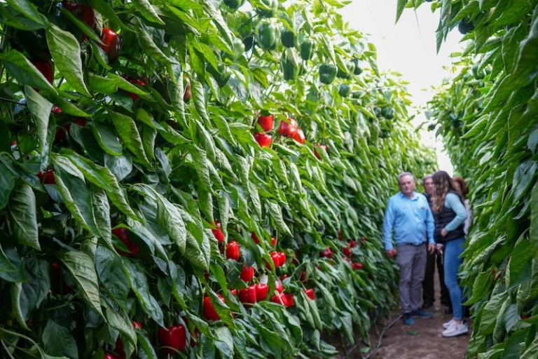 Jornadas de Vigilante de CapGen