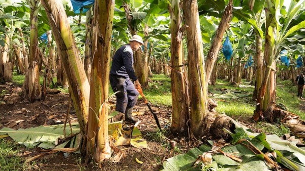 Un trabajador en plena finca bananera