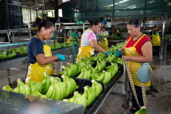 Varias mujeres clasifican las bananas en Costa Rica