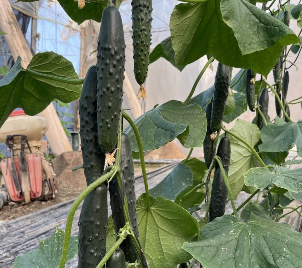 SINTRA, pepino francés de Bejo.