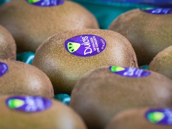 Dulcis kiwi