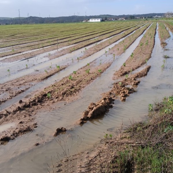 La Junta destina casi 1.000 millones a recuperar el sector primario tras las borrascas.
