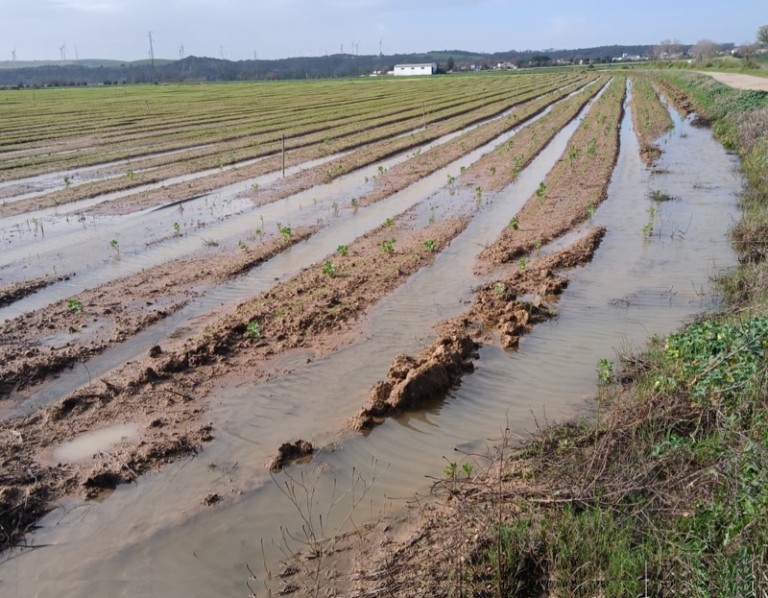 La Junta destina casi 1.000 millones a recuperar el sector primario tras las borrascas.