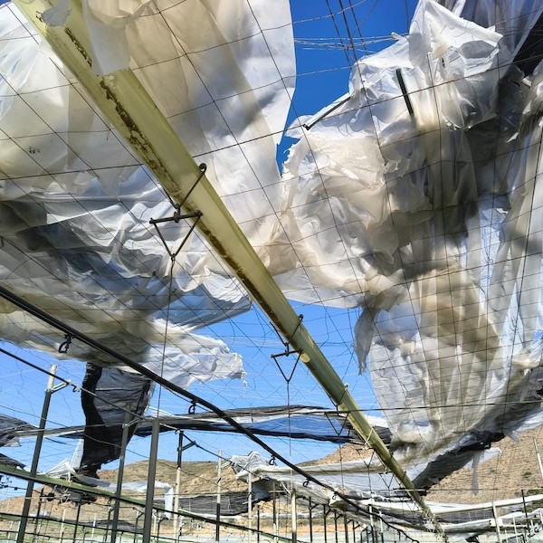 Daños de Oriana en El Ejido